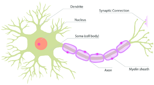 Biological Neuron